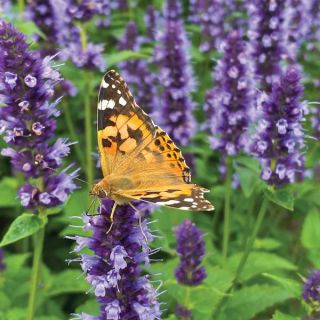 Black Adder Licorice Agastache Thumbnail